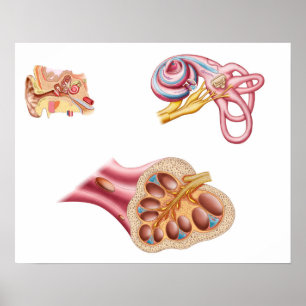 Anatomy Of The Cochlear Duct In The Human Ear Poster