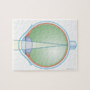 Anatomy of the Eye Jigsaw Puzzle