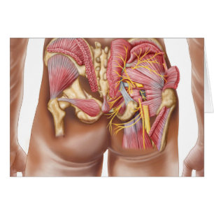 Anatomy Of The Gluteal Muscles In Buttocks