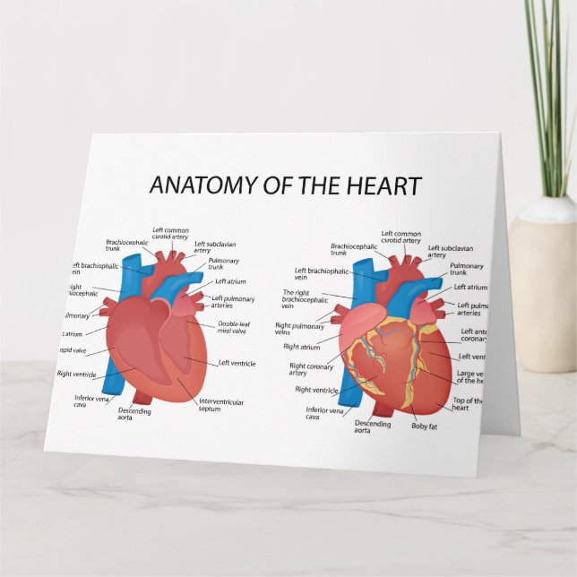 Anatomy of the heart card (Front)