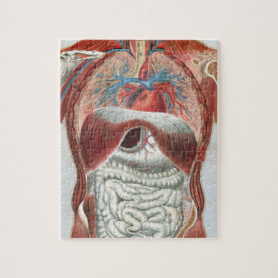 Anatomy of the Human Body Jigsaw Puzzle