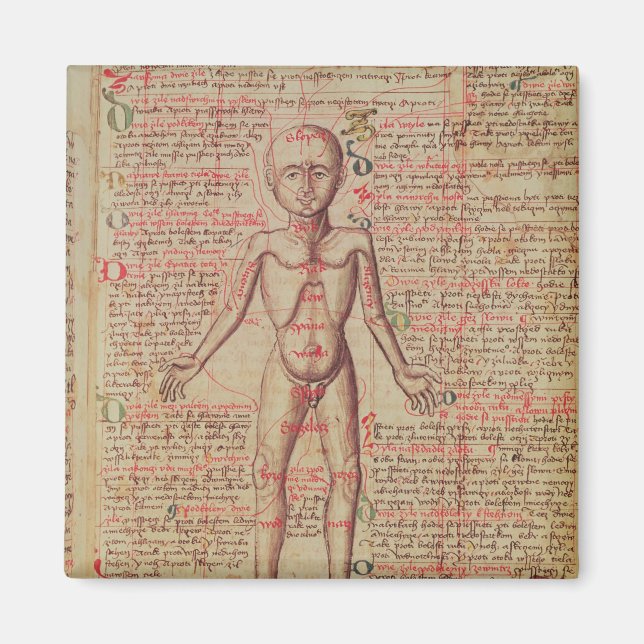 Anatomy of the human body magnet (Front)