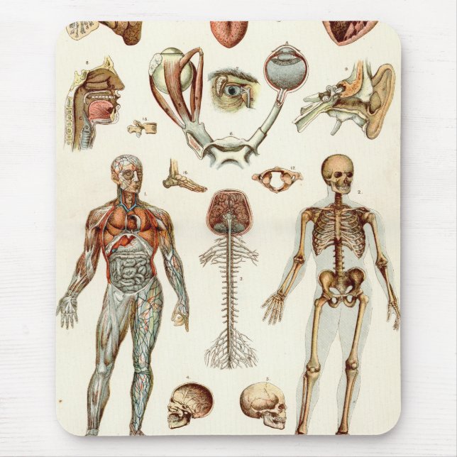 Anatomy of The Human Body Mouse Pad (Front)