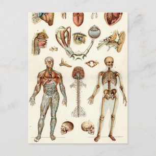 Anatomy of The Human Body Postcard