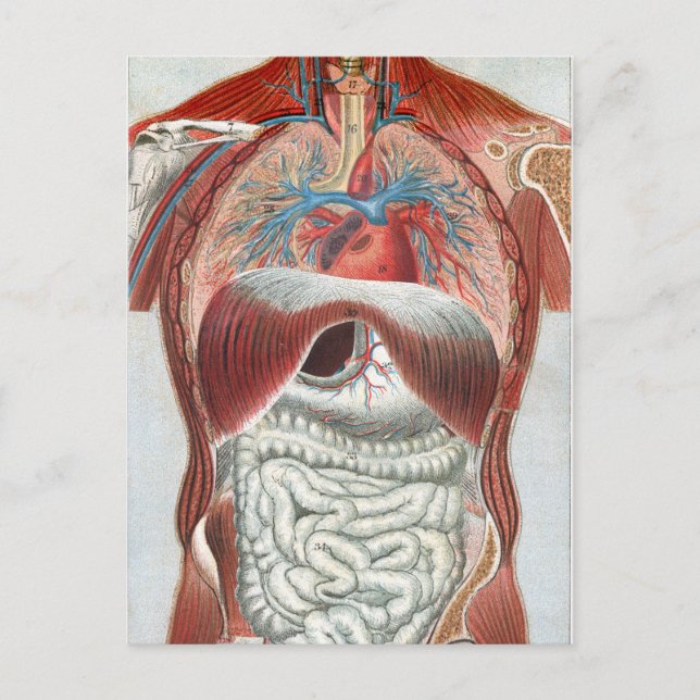 Anatomy of the Human Body Postcard (Front)