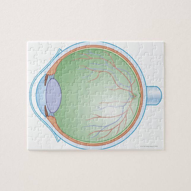 Anatomy of the Human Eye Jigsaw Puzzle (Horizontal)