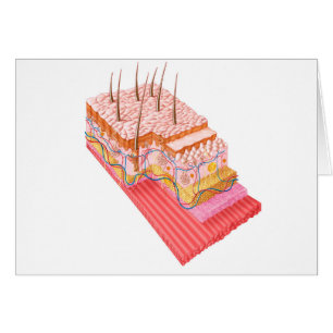 Anatomy Of The Human Skin