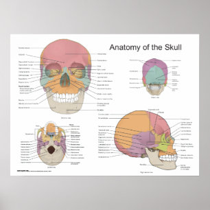 Anatomy of the Human Skull 18 X 24 Poster