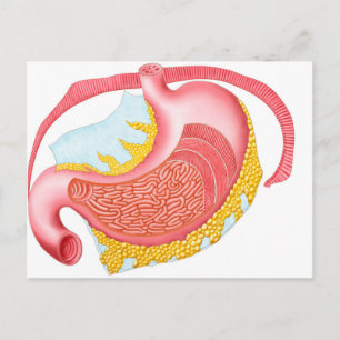 Anatomy Of The Human Stomach Postcard