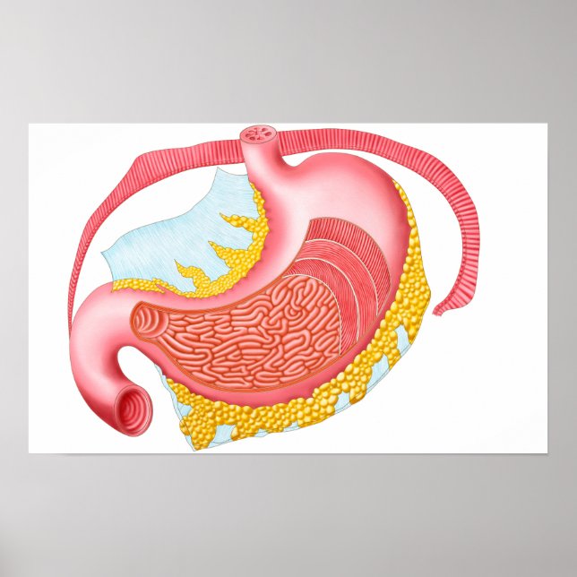 Anatomy Of The Human Stomach Poster (Front)