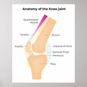 Anatomy of the Knee Poster