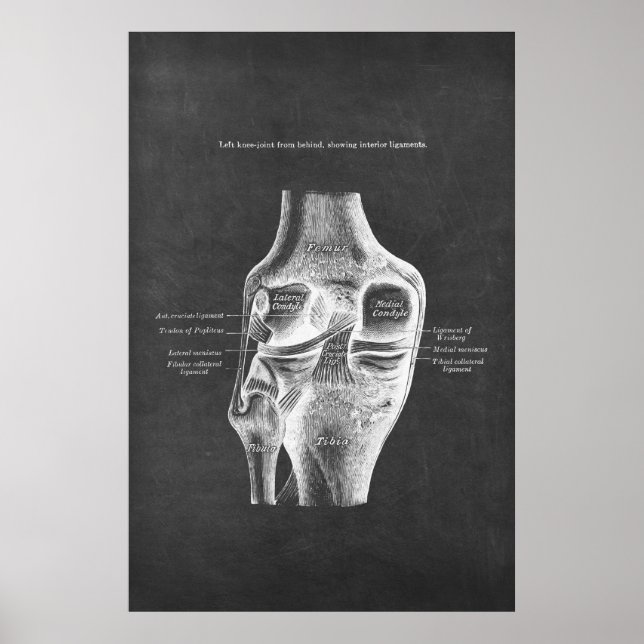 Anatomy of the Knee Posterior View Poster (Front)
