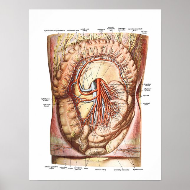 Anatomy of the Large Intestine Poster (Front)
