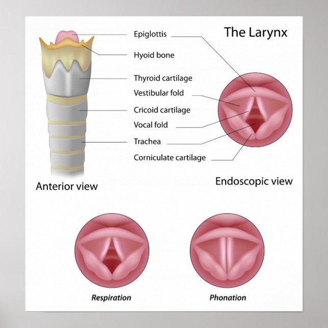 Anatomy of the larynx Poster (Front)