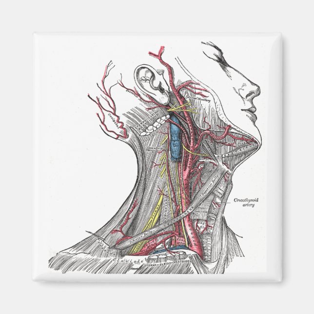 Anatomy of the Neck Magnet (Front)
