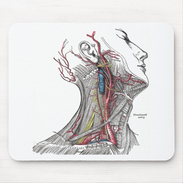 Anatomy of the Neck Mouse Pad (Front)