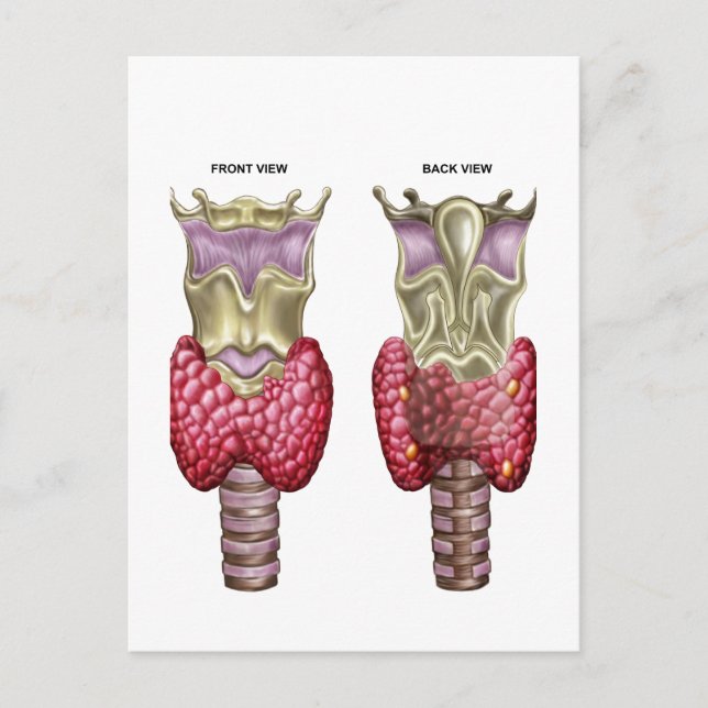 Anatomy Of Thyroid Gland With Larynx & Cartilage Postcard (Front)