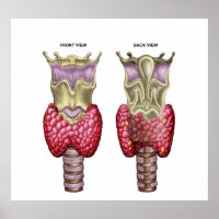 Anatomy Of Thyroid Gland With Larynx & Cartilage