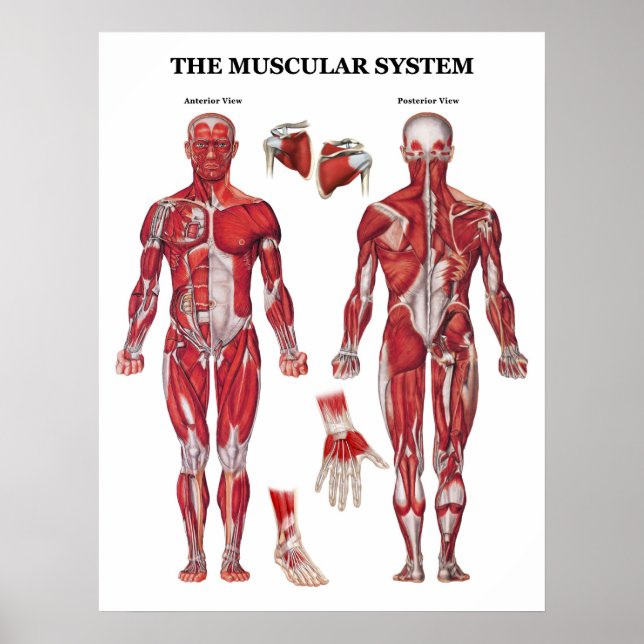 Anatomy Poster (Front)