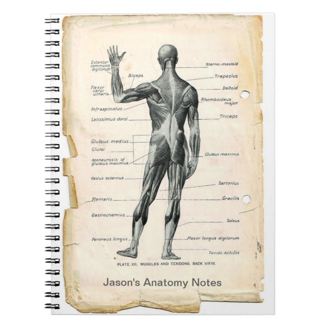 Anatomy Posterior Notebook (Front)
