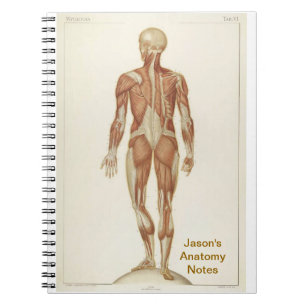 Anatomy Posterior Notebook