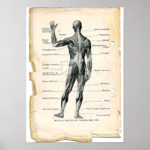 Anatomy Posterior Poster