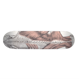 Anatomy Skateboard