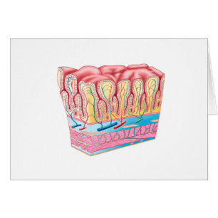 Anatomy Structure And Layers Of The Stomach Wall