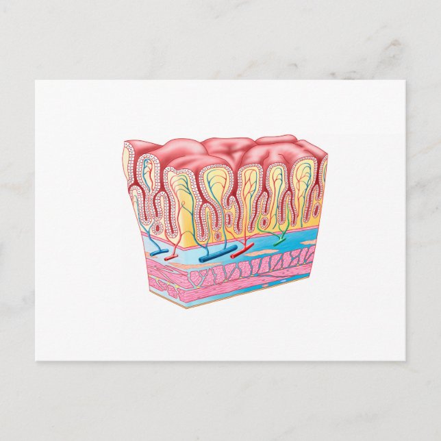 Anatomy Structure And Layers Of The Stomach Wall Postcard (Front)