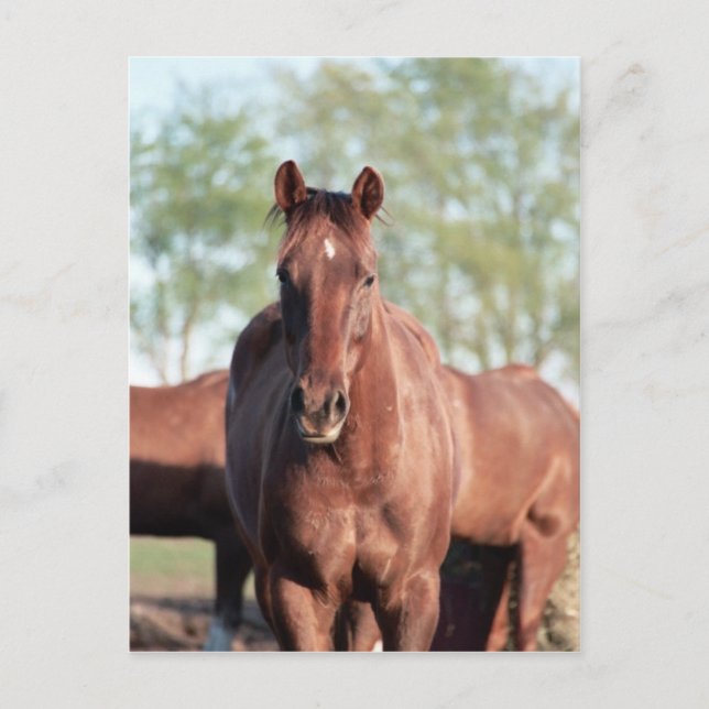 ANB Gottalil Gumption Postcard (Front)