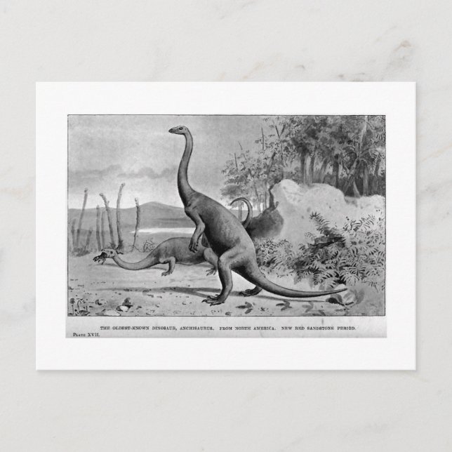 Anchisaurus art postcard (Front)