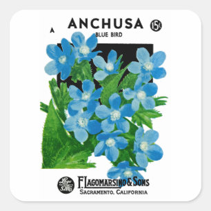 Anchusa Square Sticker