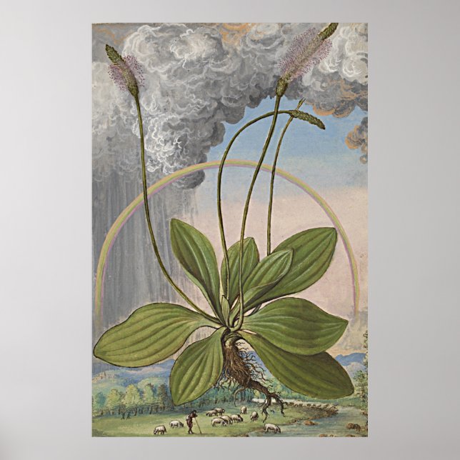 Ancient Botanical Art Broadleaf Plaintain Poster (Front)