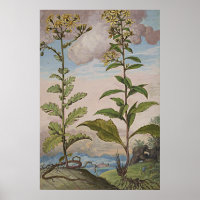Ancient Botanical Art Goldenrod