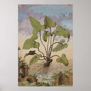 Ancient Botanical Art Hemionite Fern Poster