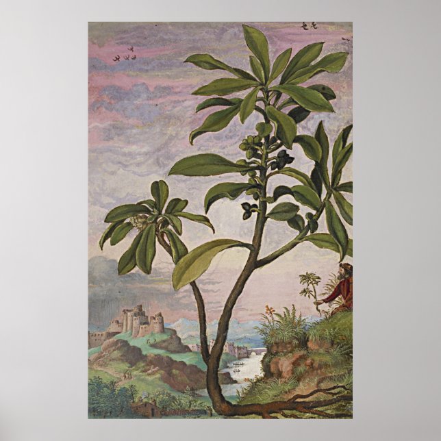 Ancient Botanical Art Spurge Laurel Poster (Front)