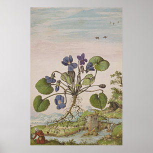 Ancient Botanical Art Viola Poster