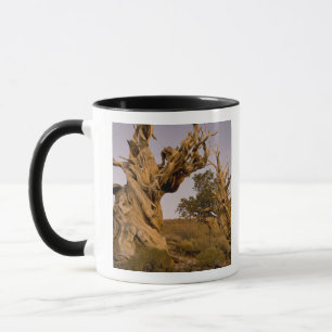 Ancient Bristlecone Forest, White Mountains, CA Mug