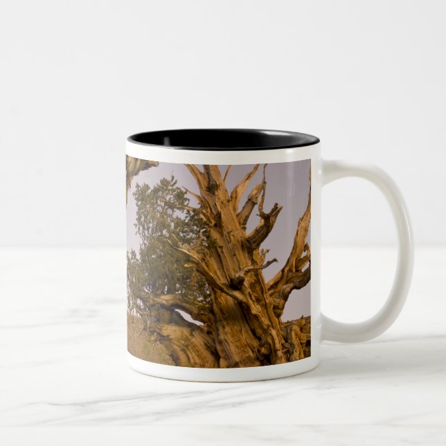 Ancient Bristlecone Forest, White Mountains, CA Two-Tone Coffee Mug (Right)