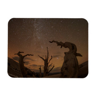Ancient Bristlecone Pine Forest California Magnet