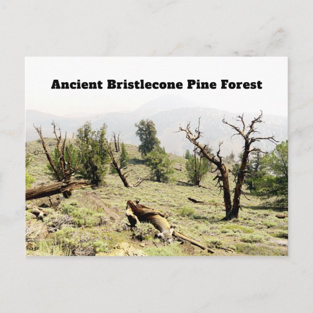 Ancient Bristlecone Pine Forest California Postcard (Front)