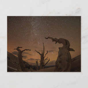 Ancient Bristlecone Pine Forest California Postcard