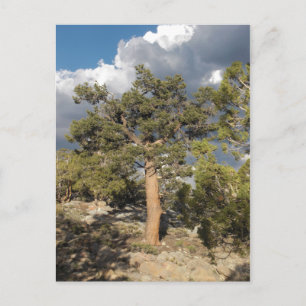 Ancient Bristlecone Pine Forest Postcard