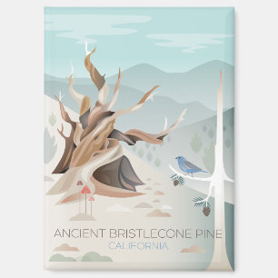 Ancient Bristlecone Pine Refrigerator Magnet