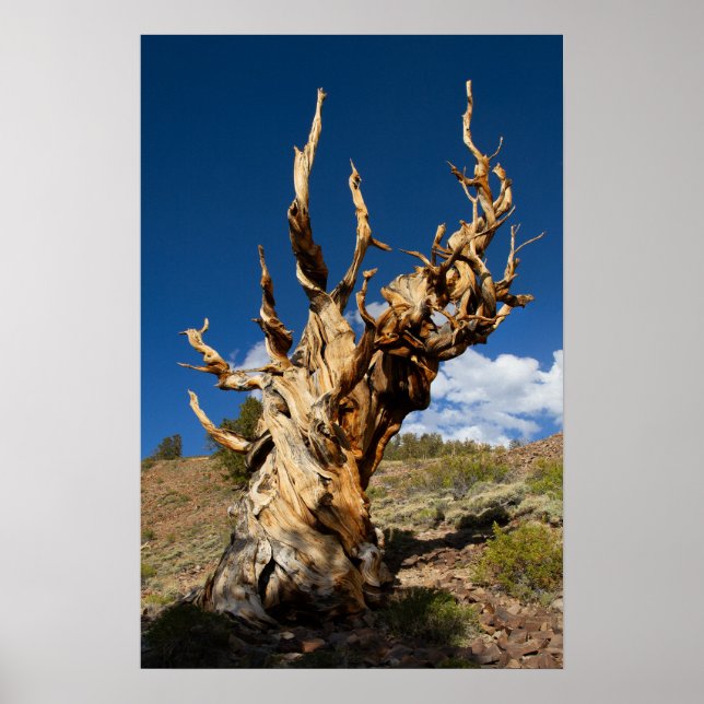Ancient Bristlecone Print, Value Poster Paper (Front)