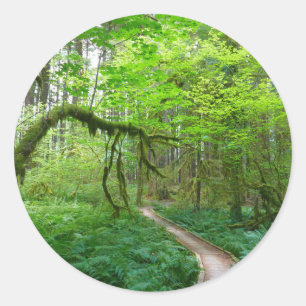 Ancient Groves Trail at Olympic National Park Classic Round Sticker