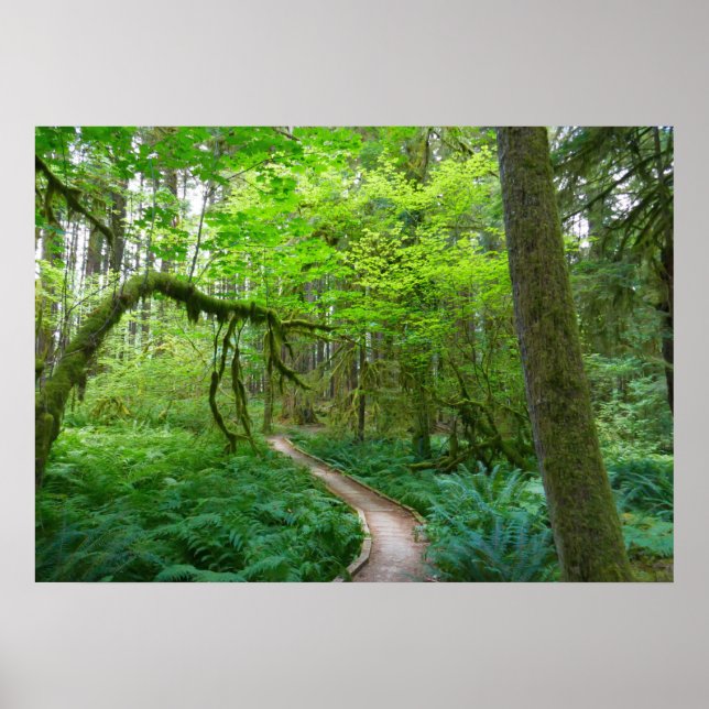 Ancient Groves Trail at Olympic National Park Poster (Front)