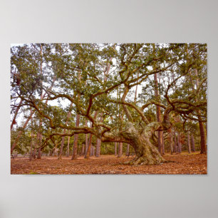 Ancient Live Oak, Cadillac Square, Dauphin Island Poster