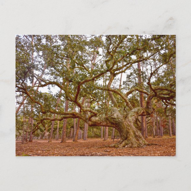 Ancient Live Oak in Cadillac Square Postcard (Front)