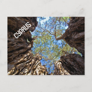 ANCIENT OLIVE TREE CYPRUS POSTCARD